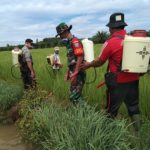Antisipasi Serangan Hama, Babinsa Beduai Lakukan Pendampingan Poktan