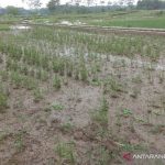TNI dari Sanggau dampingi petani antisipasi serangan hama di padi