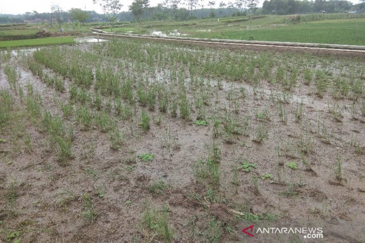 TNI dari Sanggau dampingi petani antisipasi serangan hama di padi