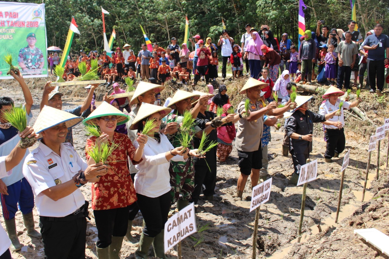 Plh.Bupati Sanggau Bersama Masyarakat Desa Sungai Muntik Tanam Perdana Padi