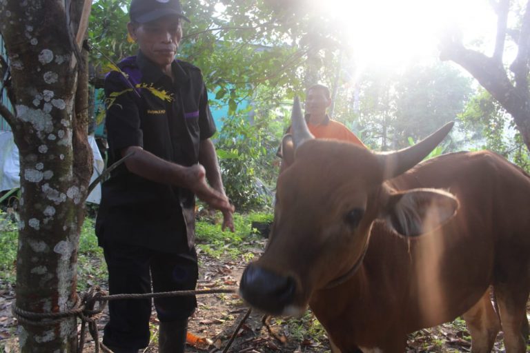Membangun Kepedulian Sosial, Disbunnak Sanggau menyembelih 1 ekor sapi