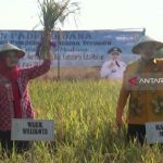 FAO dukung tiga kecamatan di Sanggau jadi sentra padi organik