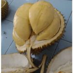 Forum Komunitas Hijau Apresiasi Langkah Pemkab Sanggau Komitmen Budidayakan Durian Serumbut