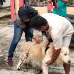 KUCING DAN ANJING BERBONDONG-BONDONG KE KANTOR LURAH ILIR KOTA KEC. KAPUAS