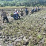 Bhabinkamtibmas Ikut Masyarakat Desa Binaan Menanam Padi