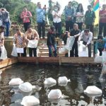 Usai Tabur Bibit Ikan, Bupati Sanggau Paolus Hadi Diiring Penari ke Lokasi Peresmian