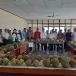 Distan Kalbar jaring potensi durian unggul lokal Sanggau