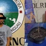 Lagi, Polres Sanggau Amankan Pemilik Dua Pohon Ganja