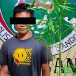 Tanam Sebatang Pohon Ganja, Warga Sanggau Diamankan