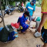 Pengambilan Sampel Darah Hewan Penular Rabies (HPR) Oleh Tim Surveilens Disbunnak Kab Sanggau Bekerjasama Dengan Provinsi