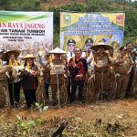 PANEN RAYA JAGUNG POKTAN TANAM TUMBOH DESA BAGAN ASAM DUSUN MODANG KEC. TOBA