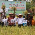 Bupati Sanggau Panen Jagung dan Padi Organik dan Launching Beras Sehat Serumpun Borneo dan Beras PH