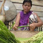 Persatuan Peladang Tradisional Kalimantan Barat Sayangkan Vonis Bersalah Peladang Sanggau