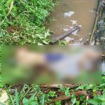 Kronologi Warga Meliau Sanggau Tersengat Listrik Alat Setrum Ikan, Ditemukan Tak Bernyawa di Kolam