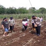 Polisi Sahabat Petani, Kapolsek Sanggau Ledo Ikut Tanam Jagung Bersama Petani