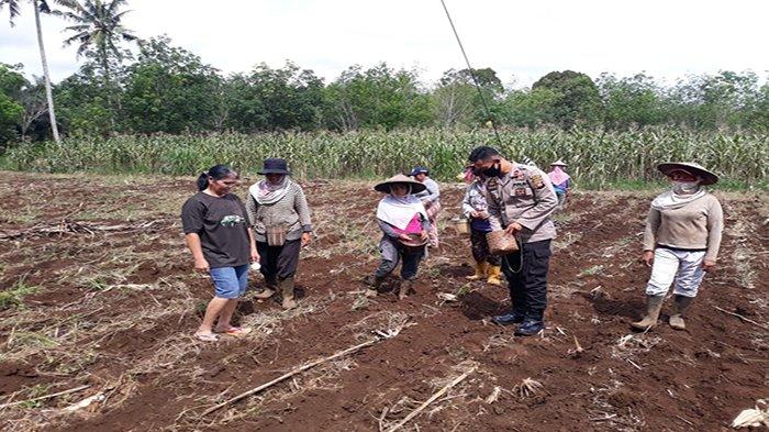Polisi Sahabat Petani, Kapolsek Sanggau Ledo Ikut Tanam Jagung Bersama Petani