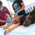 Sanggau vaksin 6.464 ekor hewan cegah rabies