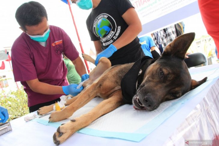 Sanggau vaksin 6.464 ekor hewan cegah rabies