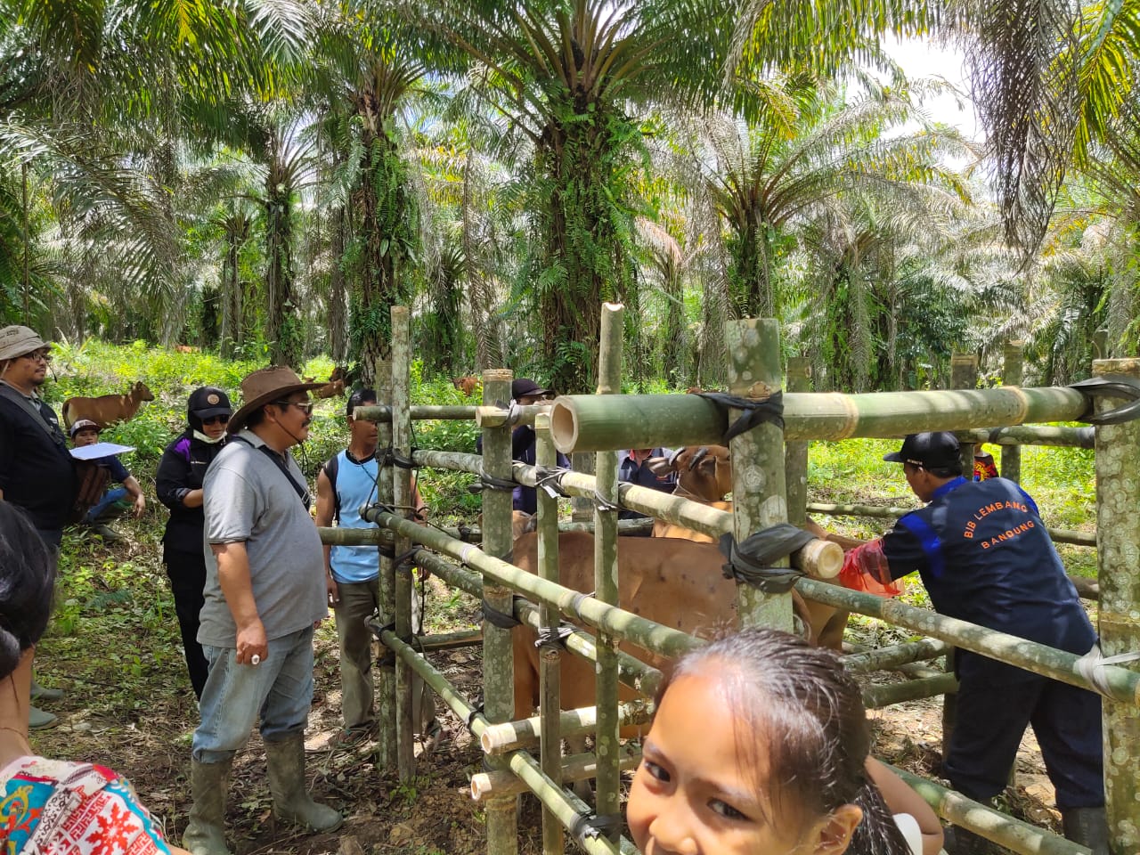 Dukungan Legislatif Masa Reses Dalam Kegiatan SIKOMANDAN Disbunnak di Desa Sungai Jaman Kecamatan Tayan Hilir
