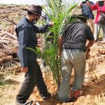 Kadis Bunnak Sanggau melakukan Penanaman Perdana Bibit Kelapa Sawit.