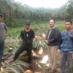 Pelaksanaan Tumbang Chipping di KUD Rindu Sawit