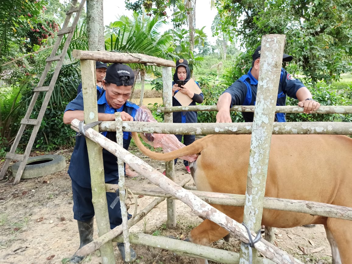 Pelayanan Kesehatan Hewan Di Desa Sape Kec Jangkang dan Desa Serambai Jaya Kec Mukok