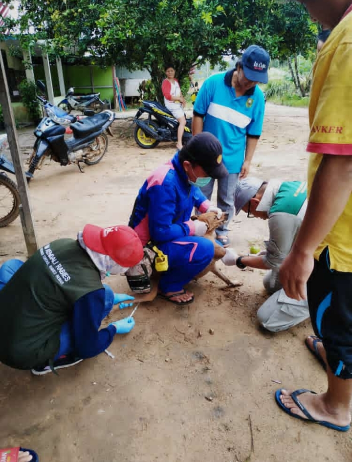 Pengambilan Sampel Darah Hewan Penular Rabies (HPR) Oleh Tim Surveilens Disbunnak Kab Sanggau Bekerjasama Dengan Provinsi