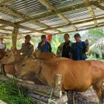 Penyelesaian BAP Perguliran Ternak Sapi Bantuan Pemerintah Tahun Anggaran 2017