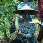 Ketua TP PKK Sanggau Ikut Memanen Tanaman Palawija P2L Dari Kelompok Wanita Tani Paber Jaya Desa Senyabang