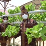 Panen Sayuran Di Kebun Hatinya PKK, Bupati Sanggau: Menjadi Contoh bagi Masyarakat Bagaimana Manfaatkan Lahan Untuk Dijadikan Sumber Pangan