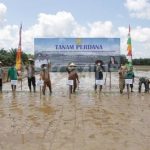 Wabup Sanggau Melaksanakan Penanaman Perdana Demfarm VUB Padi Khusus Dan VUB Padi Spesifik Lokasi Kalbar Di Desa Tunggal Bhakti