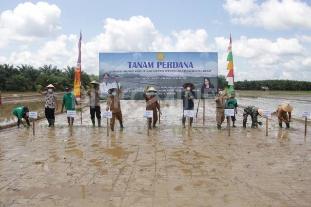Wabup Sanggau Melaksanakan Penanaman Perdana Demfarm VUB Padi Khusus Dan VUB Padi Spesifik Lokasi Kalbar Di Desa Tunggal Bhakti
