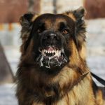 Dinkes Sanggau Minta Warga Waspada, Anjing Terpapar Rabies Mulai Ditemukan