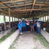 DISBUNNAK Layani Pemeriksaan Layak Kurban Untuk Ternak Di Kecamatan Kapuas