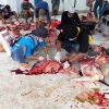 Disbunnak Layani Pemeriksaan Organ Dalam Ternak Kurban