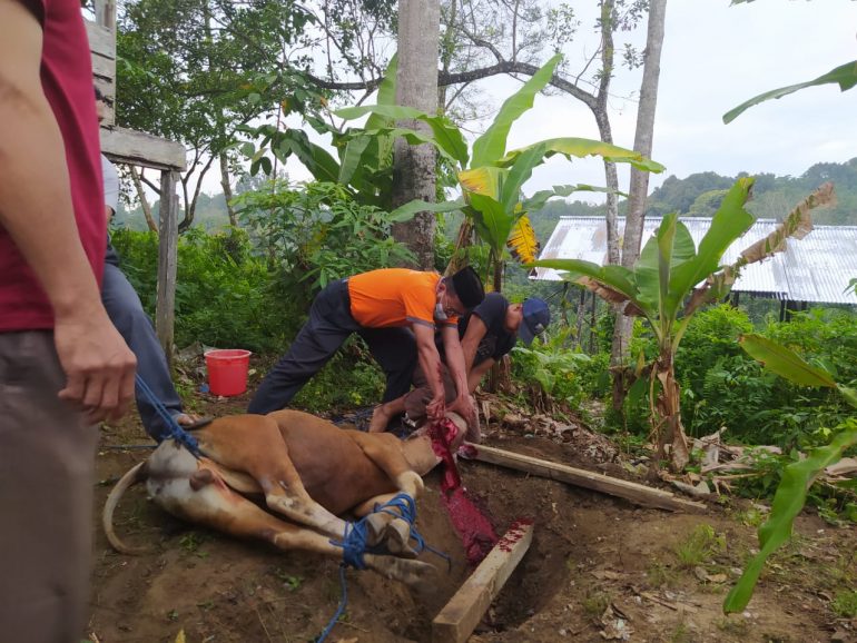 Peringati Hari Raya Idul Adha, Dinas Perkebunan dan Peternakan Kabupaten Sanggau laksanakan pemotongan hewan Qurban