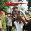 Wabup Sanggau Lakukan Panen Padi Perdana Varietas Inpari 37 di Desa Tunggal Bhakti