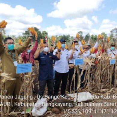 Provinsi Kalbar bangun kemitraan petani jagung penuhi kebutuhan pabrik pakan