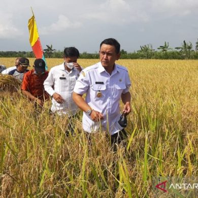 Wabup Sambas ingatkan pembangunan pertanian sektor hilir perlu perhatian