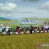 Bupati Sambas ancam cabut izin toko ritel jika tidak jual beras petani lokal