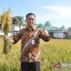 Pengembangan padi di Kalbar ditargetkan 315 ribu hektare