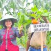 Desa Merarai Satu Sintang hasilkan sayur 200 ton setahun