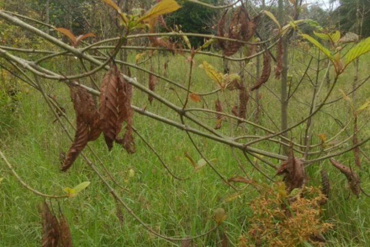 Ribuan hektare tanaman kratom di Kapuas Hulu diserang hama