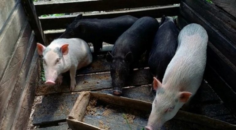 24.216 Ekor Babi di Sanggau Mati Akibat ASF
