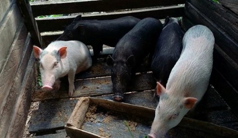 24.216 Ekor Babi di Sanggau Mati Akibat ASF