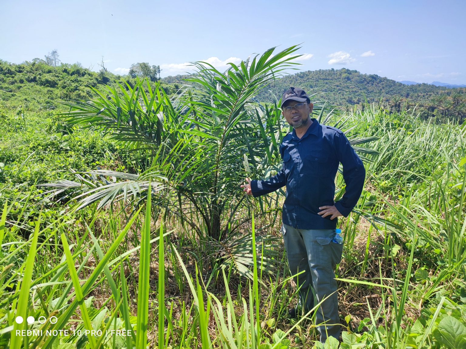 Monitoring Kegiatan Peremajaan Kelapa Sawit Rakyat