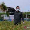Produksi padi di Provinsi Kalbar hingga April 2022 sudah capai 810.416 ton GKG