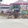 Tumpukan Sampah di Jalan Haji Agus Salim, Ini Penjelasan Dinas Lingkungan Hidup Sanggau – Kalimantan Today