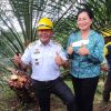 Bupati Sanggau Melakukan Panen Perdana Program PSR di Lokasi KUD Sinar Mulia