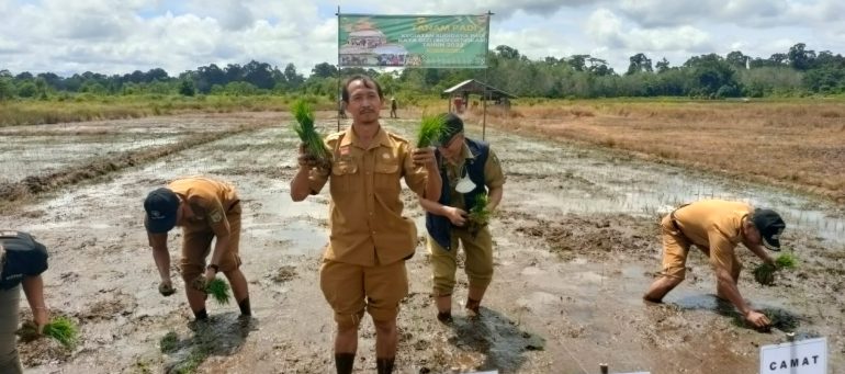 Pemkab Sanggau Mulai Budidayakan Padi Kaya Gizi untuk Atasi Stunting – Kalimantan Today